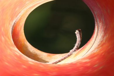 Dieter Himmel: Apfel vierdimensional